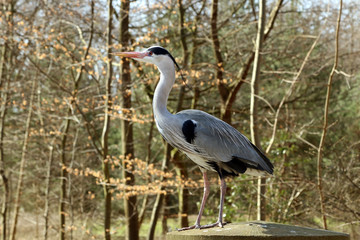  Grey heron (Ardea cinerea) on a windy spring day.