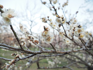 庭園