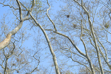 storks and their nests on tree tops