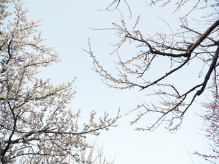 庭園