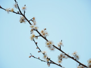 庭園