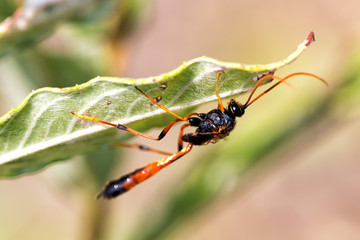 Scoliid wasp (Scoliidae)
