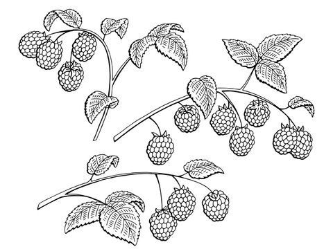 Raspberry graphic branch black white isolated set sketch illustration vector