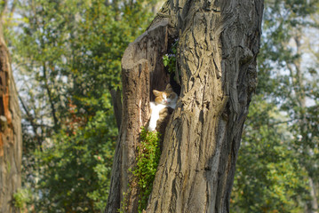 cat sits in hollow on the tree