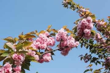 Cherry blossoms season, pink sakura flowers