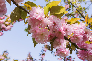 Cherry blossoms season, pink sakura flowers