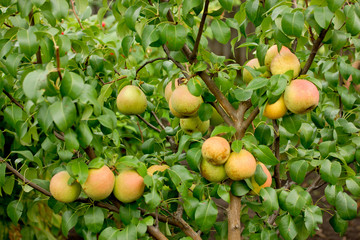 Apple pear growing on branch with green leaves in the summer garden © san_ta