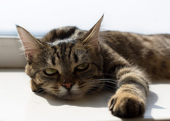 Portrait of lying cat with yellow eyes