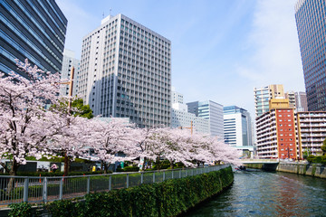 日本の桜　大崎　目黒川 © show999