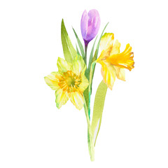 Sprng bouquet with narcissus and crocuses flowers. Festive bouquet. Floral cards element isolated on white backgroun