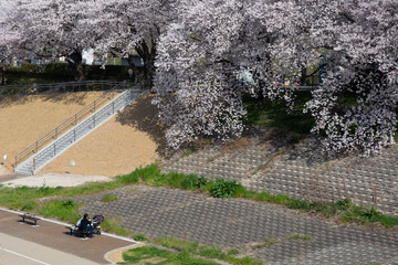 淀川河川公園背割堤の桜