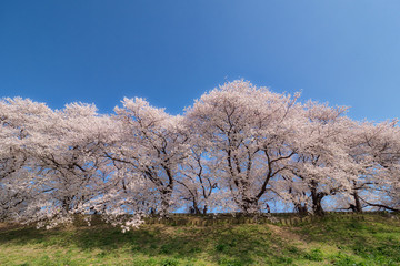 下から見上げた、淀川河川公園背割堤の桜