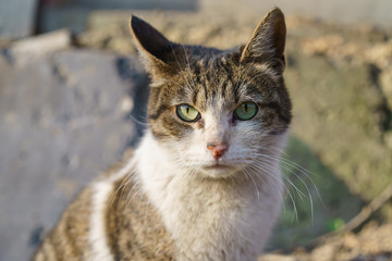 Moscow street cat in the sunny day