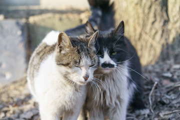 Moscow street cats in the sunny day