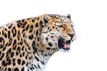 Fototapeta na wymiar Leopard isolated on white background