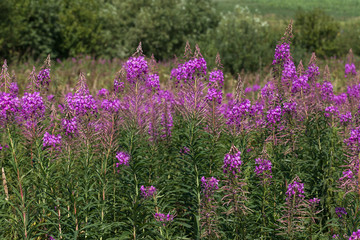 Obraz premium flowering willow-tea on a meadow