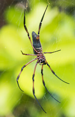 A very large golden orb spider in the seychelles mahe against a vivid vibrant green tropical jungle setting. The golden orb has very long legs and big web.