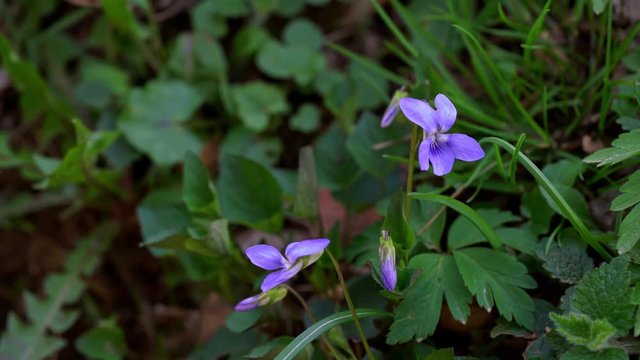 Wild Violet-Viola papilionacea - (4K)
