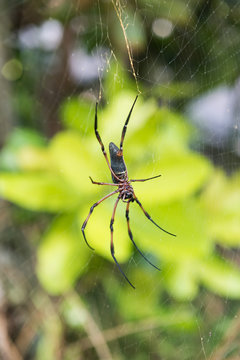 A very large golden orb spider in the seychelles mahe against a vivid vibrant green tropical jungle setting. The golden orb has very long legs and big web.