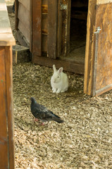 White hare and dove. Animals.