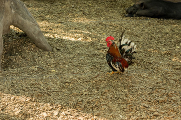 Multicolored cock. Home cock in the center of the frame.