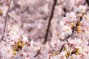 Obraz premium 桜 サクラ