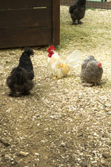 Rooster and chicken. The rooster is the head of the court.