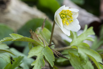 Anemone white flower growing in nature.