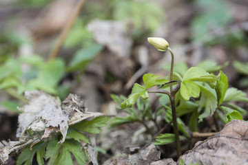 Anemone bush growing in nature.