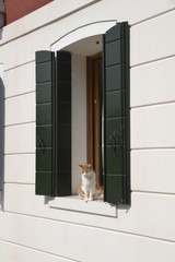 Orange and white fur cat is sitting in front of a window with green shutters waiting to get inside.