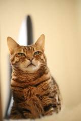 Beautiful bengal cat
