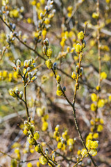 Close-up of bursting willow in springtime