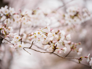 Close-up of a branch of a Somei Yoshino Cherry Blossom tree filled with blooming flowers and buds...