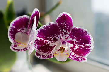 Bright purple orchid with white spot