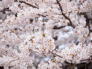 Close-up of pale pink Somei Yoshino Sakura flowers covering the branches of an entire tree, during the cherry blossom viewing festival Hanami. Shallow focus. Nagoya, Japan. Travel and nature concept.