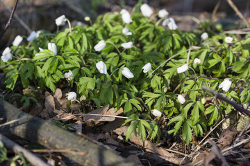 Anemone white flower growing in nature.
