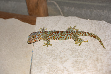  A large Tokay Gecko hunting, sitting on the wall. Photographed at night with flash lamp. Koh Rong Samloem, Cambodia. 