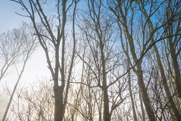 Trees in a foggy field in sunlight in spring