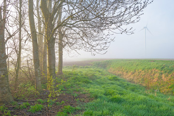 Trees in a foggy field in sunlight in spring
