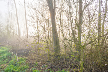 Trees in a foggy field in sunlight in spring
