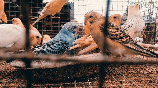 Birds in cage
