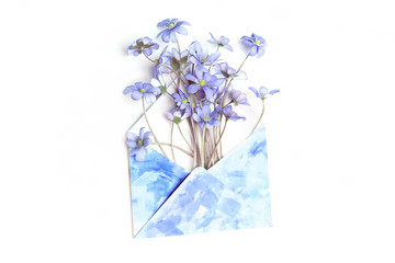 Spring flower Anemone Hepatica in envelope  isolated on white background. Opened envelope with  violet small wild flowers on white.