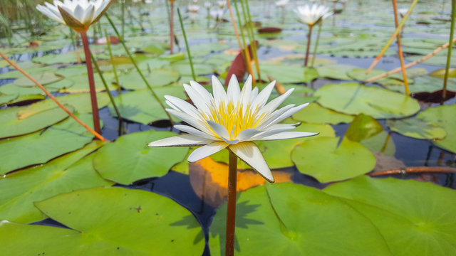 Bright beautiful flower in the Delta Botswanna