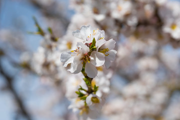 Flores de almendro 