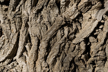 textura de corteza de árbol