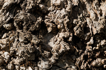 Corteza tronco de árbol