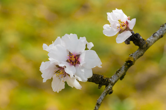 Flores de árbol de almedro en primavera