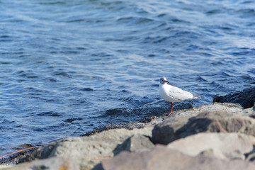 岩場で休むカモメ