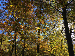 Obraz premium Herbstlicher Waldblickfang