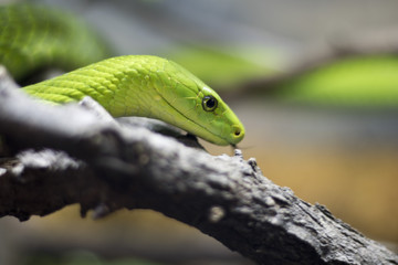 The Green Snake